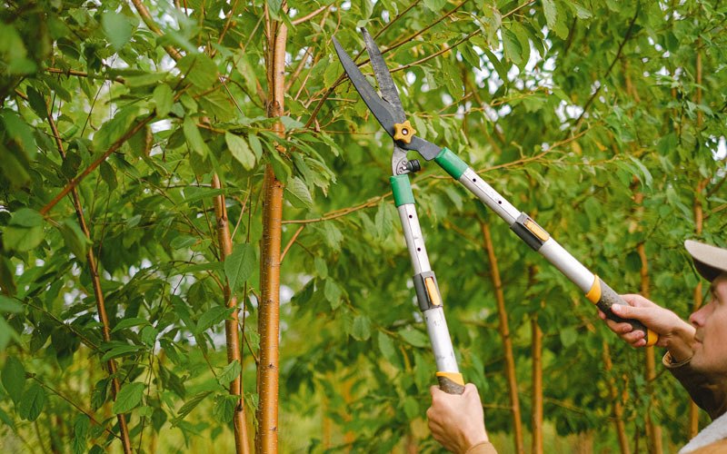 Tree trimming in Newton, WV