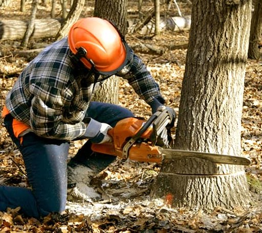 Tree Removal in Newton, WV